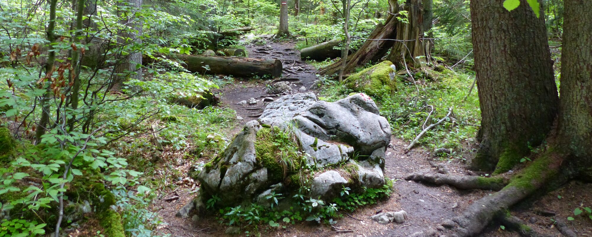 Steine im Weg © Martina Lechner, Systemische Beratung Augsburg